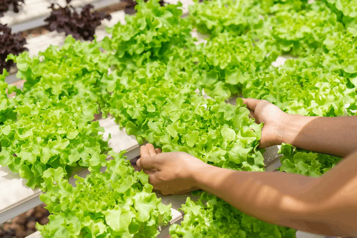 Artisanat, Terroir & Agriculture Bio à La Réunion salon de l'écologie